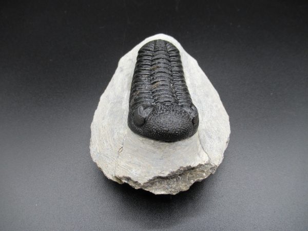 Genuine Devonian Age Phacops Trilobite Fossils for Sale from Morocco #21a