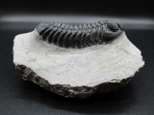 Genuine Devonian Age Phacops Trilobite Fossils for Sale from Morocco #21b