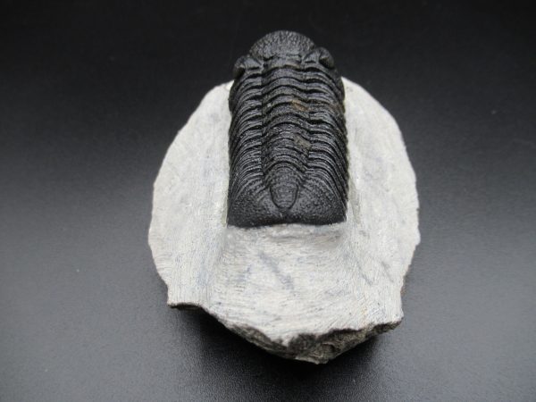 Genuine Devonian Age Phacops Trilobite Fossils for Sale from Morocco #21c