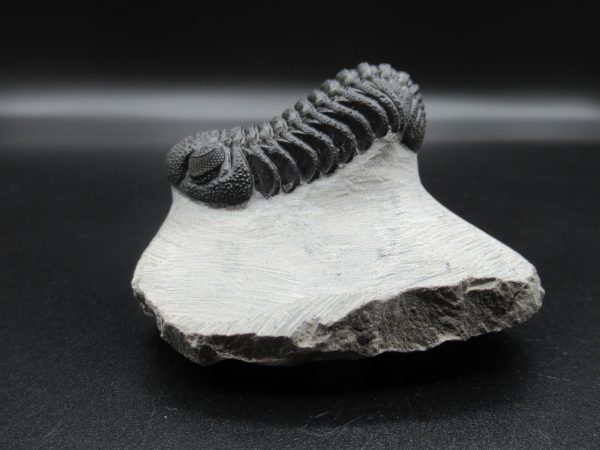 Genuine Devonian Age Phacops Trilobite Fossils for Sale from Morocco #22