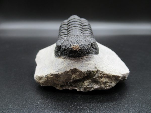 Genuine Devonian Age Phacops Trilobite Fossils for Sale from Morocco #22a