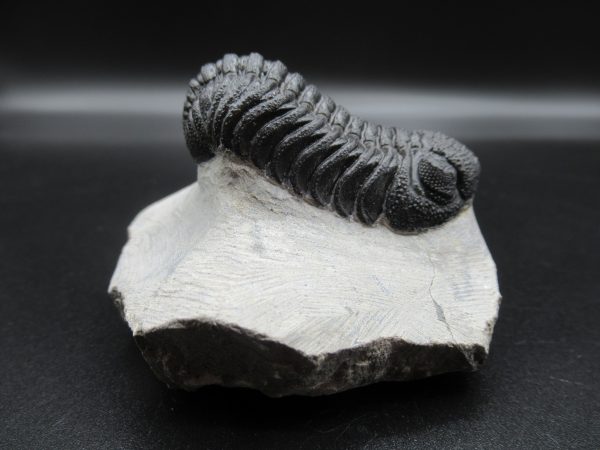 Genuine Devonian Age Phacops Trilobite Fossils for Sale from Morocco #22b