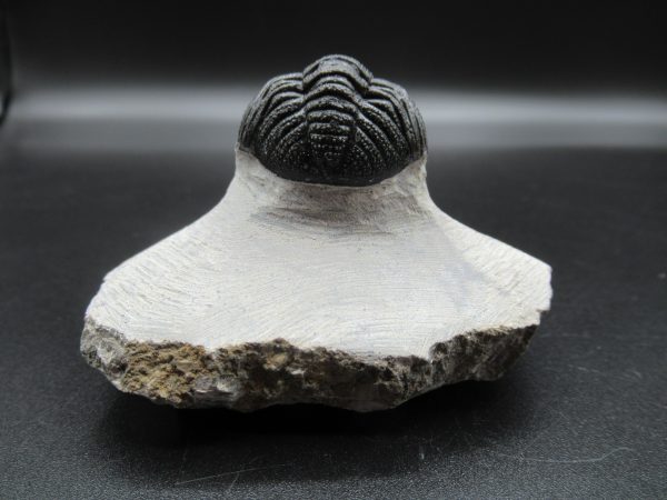 Genuine Devonian Age Phacops Trilobite Fossils for Sale from Morocco #22c