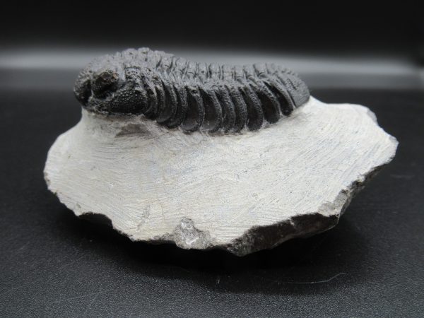 Genuine Devonian Age Phacops Trilobite Fossils for Sale from Morocco #23