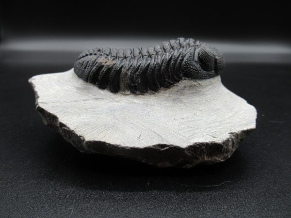 Genuine Devonian Age Phacops Trilobite Fossils for Sale from Morocco #23b