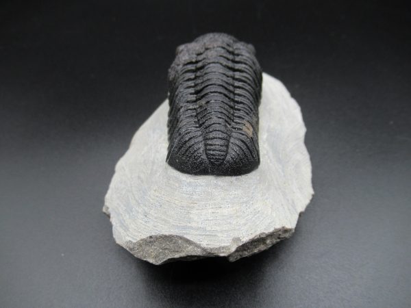 Genuine Devonian Age Phacops Trilobite Fossils for Sale from Morocco #23c