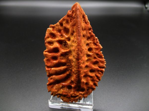 Genuine Elosuchus Crocodile Scute Fossil For Sale from Morocco #6