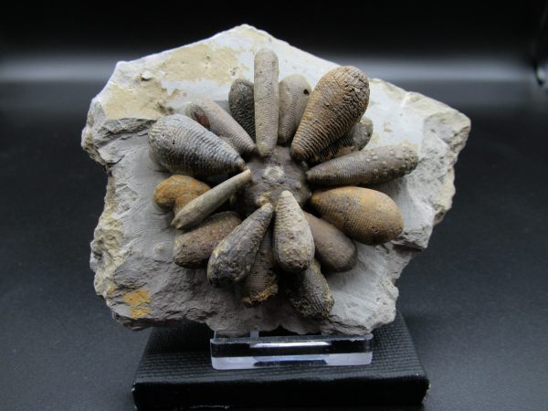 Genuine Jurassic Age Club Sea Urchin Fossils for Sale from Morocco #1