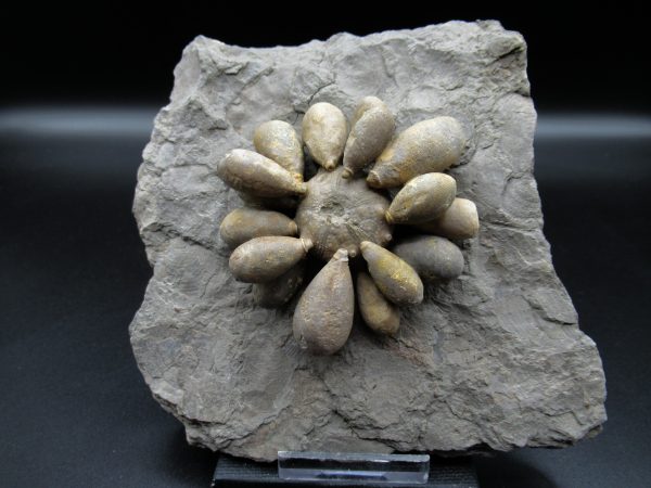 Genuine Jurassic Age Club Sea Urchin Fossils for Sale from Morocco #10