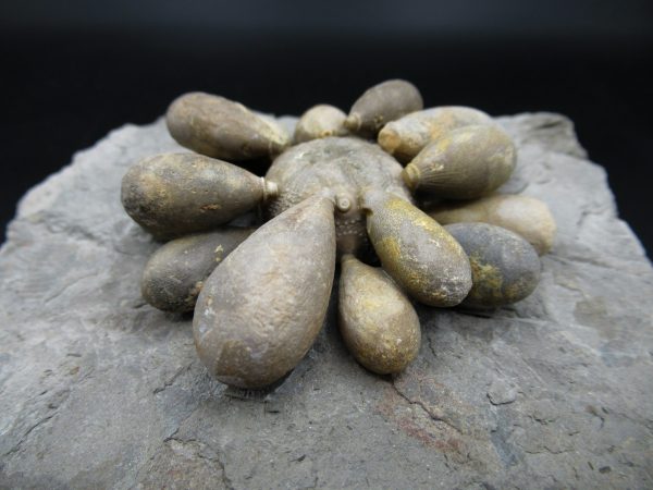 Genuine Jurassic Age Club Sea Urchin Fossils for Sale from Morocco #10a