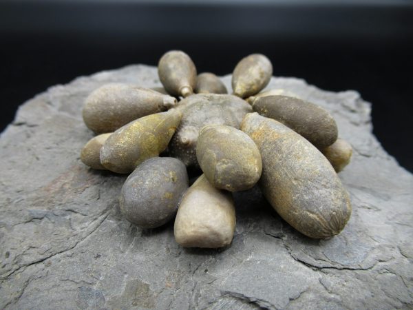 Genuine Jurassic Age Club Sea Urchin Fossils for Sale from Morocco #10b