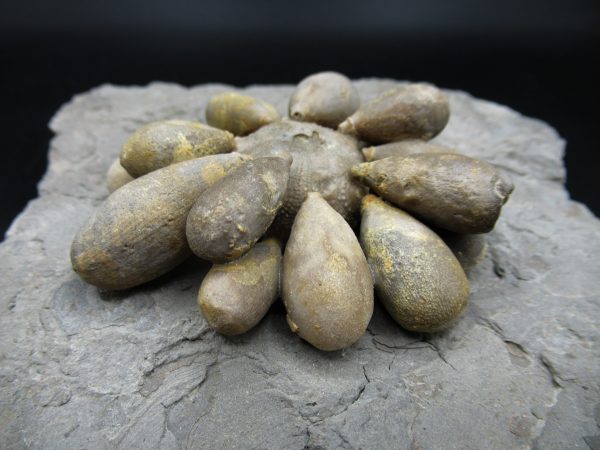 Genuine Jurassic Age Club Sea Urchin Fossils for Sale from Morocco #10c