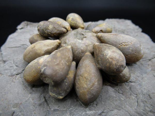 Genuine Jurassic Age Club Sea Urchin Fossils for Sale from Morocco #10d