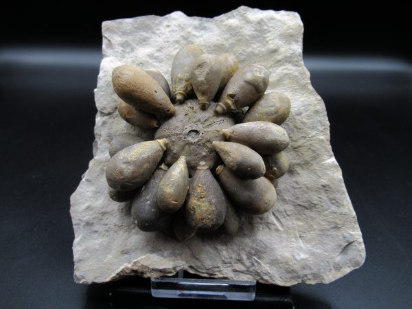 Genuine Jurassic Age Club Sea Urchin Fossils for Sale from Morocco #11