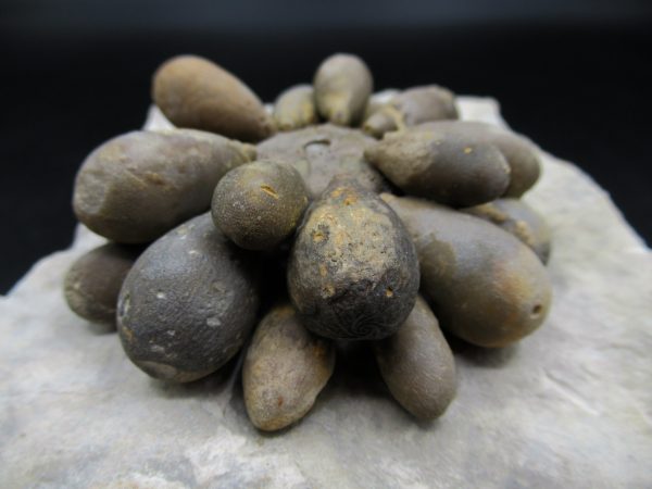 Genuine Jurassic Age Club Sea Urchin Fossils for Sale from Morocco #11a