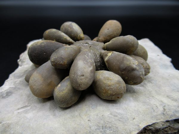 Genuine Jurassic Age Club Sea Urchin Fossils for Sale from Morocco #11b