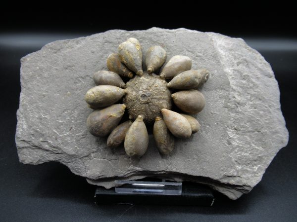 Genuine Jurassic Age Club Sea Urchin Fossils for Sale from Morocco #12