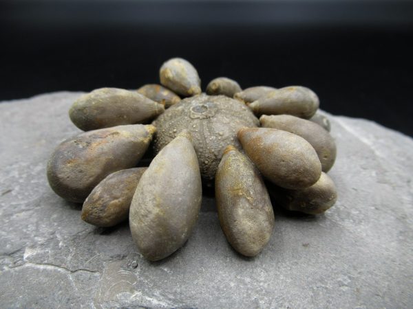 Genuine Jurassic Age Club Sea Urchin Fossils for Sale from Morocco #12a