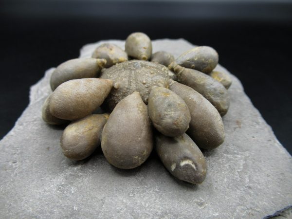 Genuine Jurassic Age Club Sea Urchin Fossils for Sale from Morocco #12b