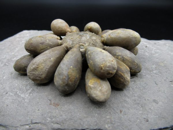 Genuine Jurassic Age Club Sea Urchin Fossils for Sale from Morocco #12c