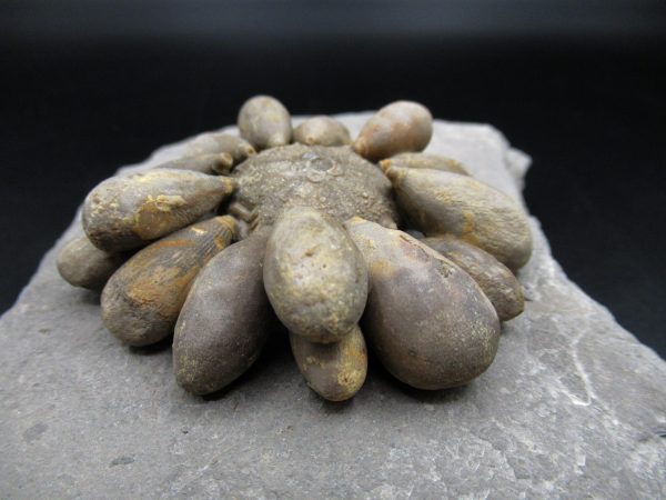 Genuine Jurassic Age Club Sea Urchin Fossils for Sale from Morocco #12d