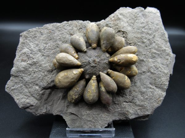 Genuine Jurassic Age Club Sea Urchin Fossils for Sale from Morocco #13