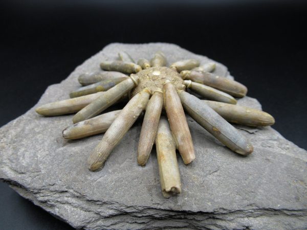 Genuine Jurassic Age Club Sea Urchin Fossils for Sale from Morocco #15a