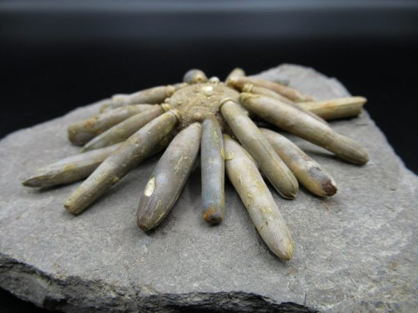 Genuine Jurassic Age Club Sea Urchin Fossils for Sale from Morocco #15d