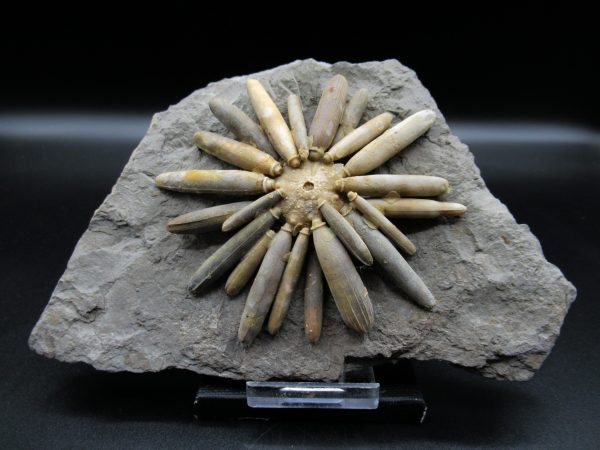 Genuine Jurassic Age Club Sea Urchin Fossils for Sale from Morocco #17