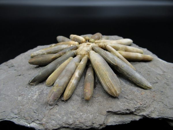 Genuine Jurassic Age Club Sea Urchin Fossils for Sale from Morocco #17a