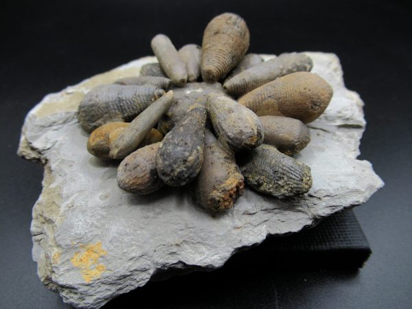 Genuine Jurassic Age Club Sea Urchin Fossils for Sale from Morocco #1c