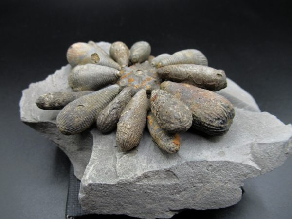 Genuine Jurassic Age Club Sea Urchin Fossils for Sale from Morocco #3a