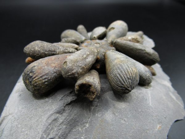 Genuine Jurassic Age Club Sea Urchin Fossils for Sale from Morocco #3b