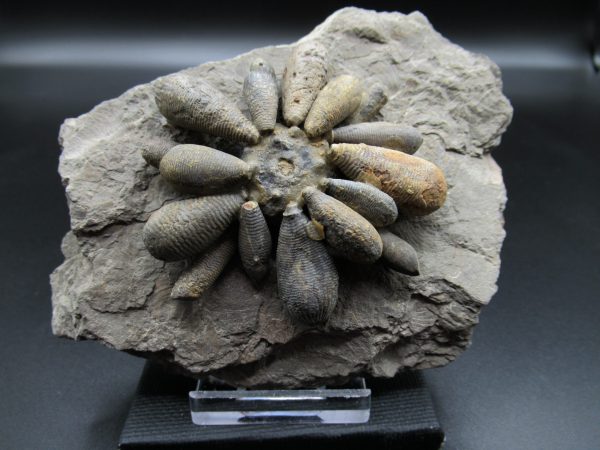 Genuine Jurassic Age Club Sea Urchin Fossils for Sale from Morocco #4