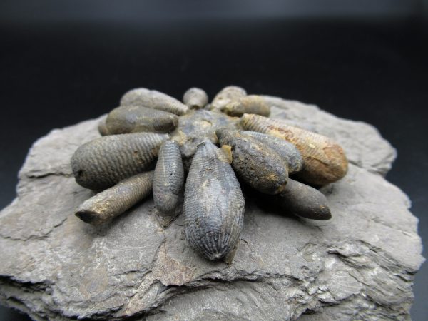 Genuine Jurassic Age Club Sea Urchin Fossils for Sale from Morocco #4a