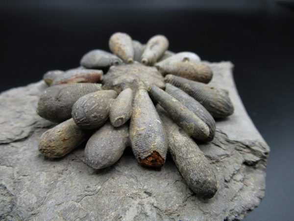 Genuine Jurassic Age Club Sea Urchin Fossils for Sale from Morocco #6d