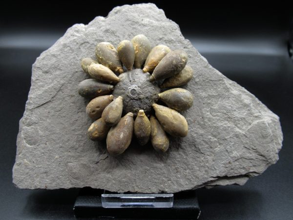 Genuine Jurassic Age Club Sea Urchin Fossils for Sale from Morocco #8