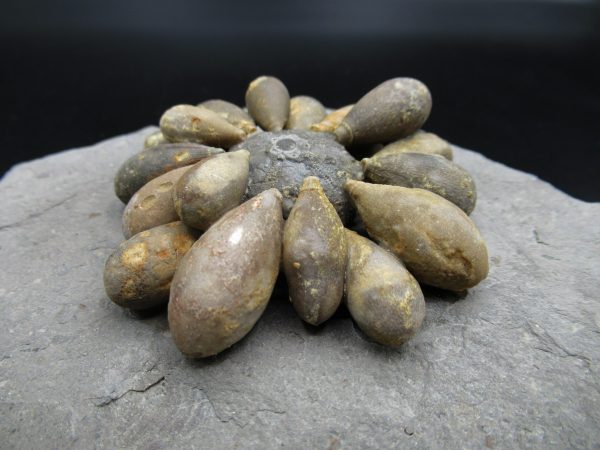 Genuine Jurassic Age Club Sea Urchin Fossils for Sale from Morocco #8a