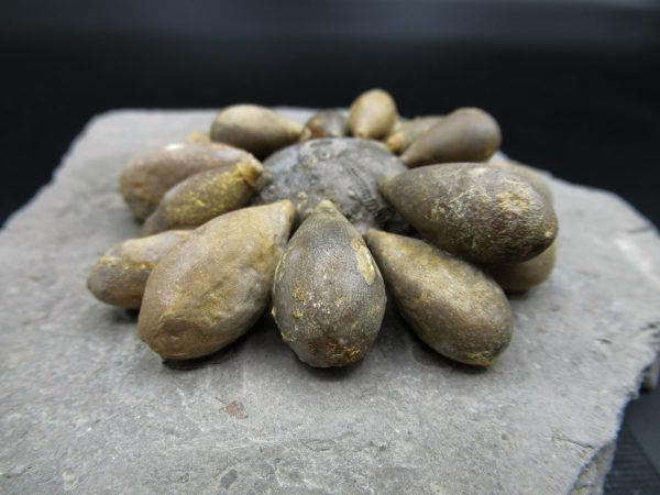 Genuine Jurassic Age Club Sea Urchin Fossils for Sale from Morocco #8b