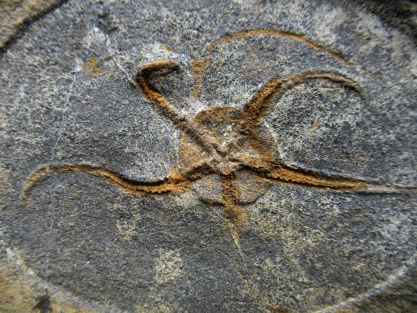 Morocco Ophiura Brittle Star #14 - Image 2