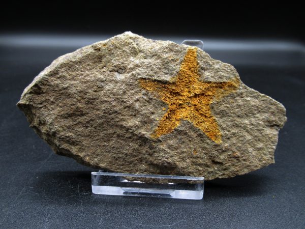 Genuine Ordovician Age Petraster Starfish Fossil for Sale from Morocco #1