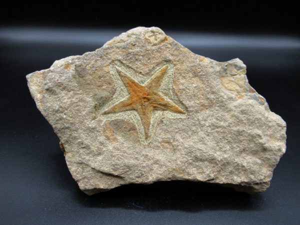 Genuine Ordovician Age Petraster Starfish Fossil for Sale from Morocco #10