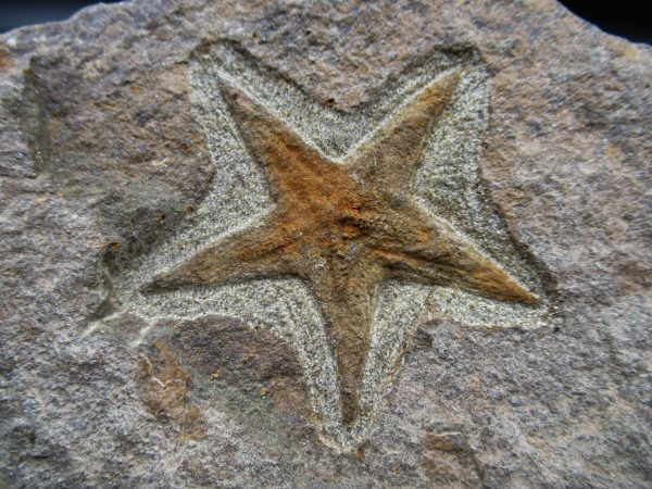 Genuine Ordovician Age Petraster Starfish Fossil for Sale from Morocco #10a