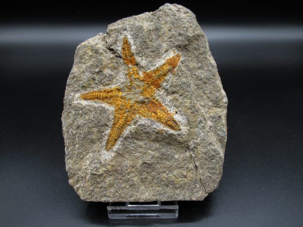 Genuine Ordovician Age Petraster Starfish Fossil for Sale from Morocco #13