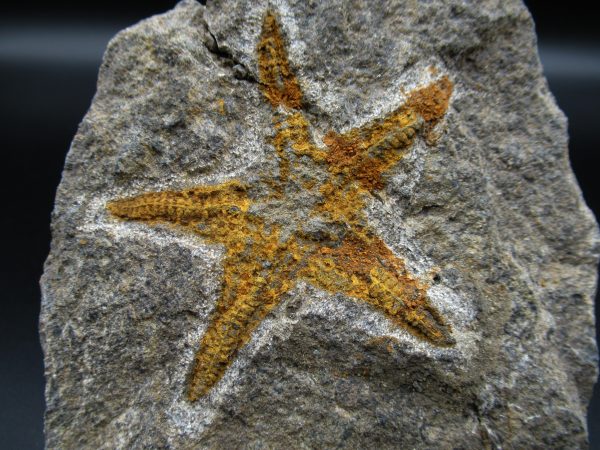 Genuine Ordovician Age Petraster Starfish Fossil for Sale from Morocco #13a