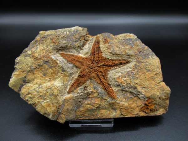 Genuine Ordovician Age Petraster Starfish Fossil for Sale from Morocco #14