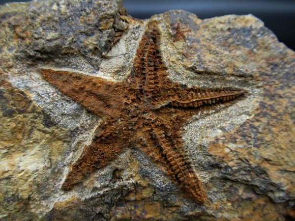 Genuine Ordovician Age Petraster Starfish Fossil for Sale from Morocco #14a