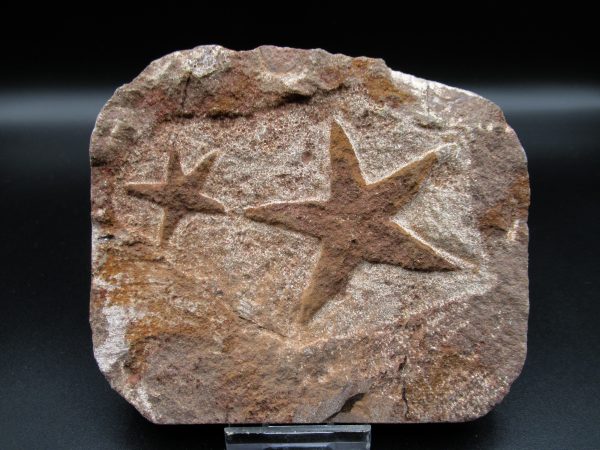 Genuine Ordovician Age Petraster Starfish Fossil for Sale from Morocco #15