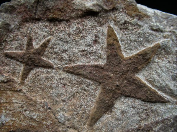 Genuine Ordovician Age Petraster Starfish Fossil for Sale from Morocco #15a