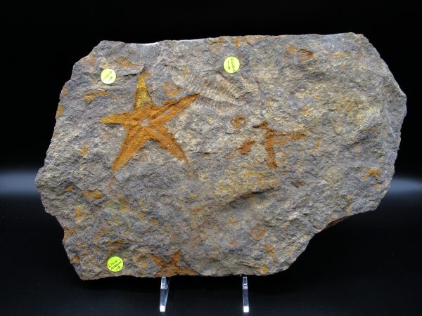 Genuine Ordovician Age Petraster Starfish Fossil for Sale from Morocco #17